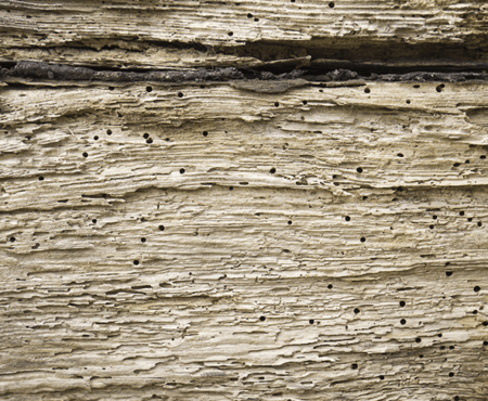 Houtworm in hout